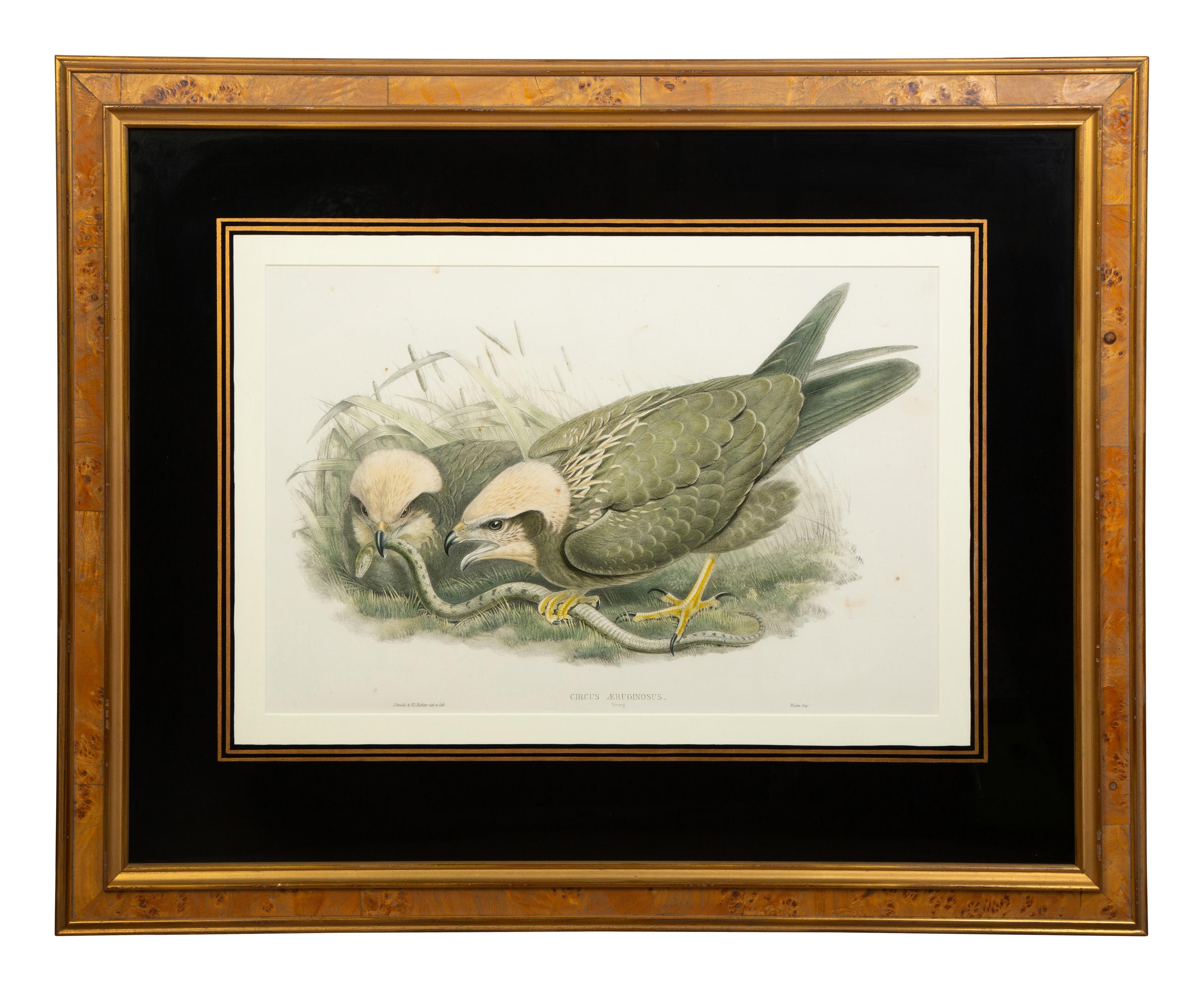Nine Ornithological Color Lithographs from John Goulds Birds of Great Britain — 19TH CENTURY