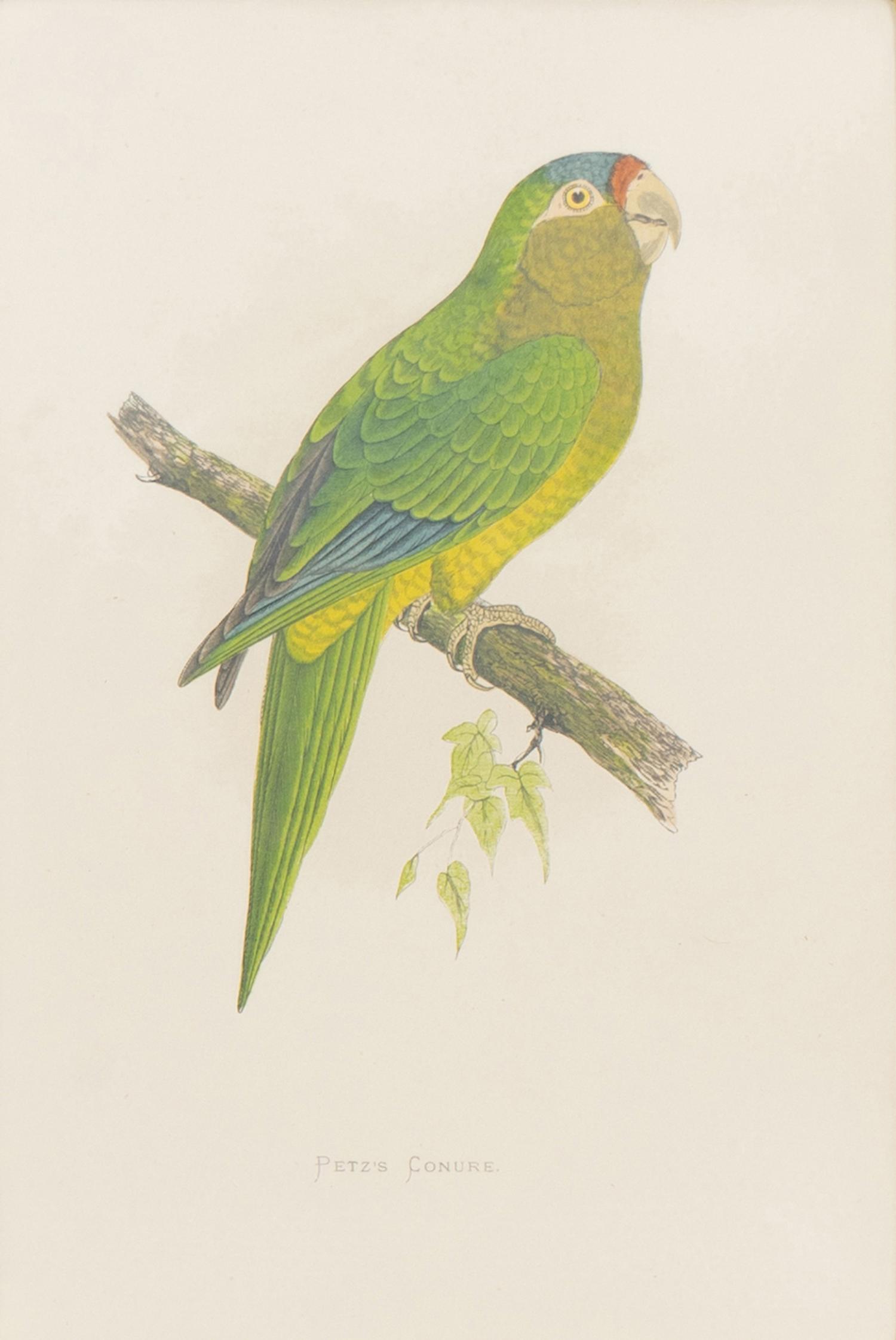 A Set of Four Framed Prints Depicting Parrots