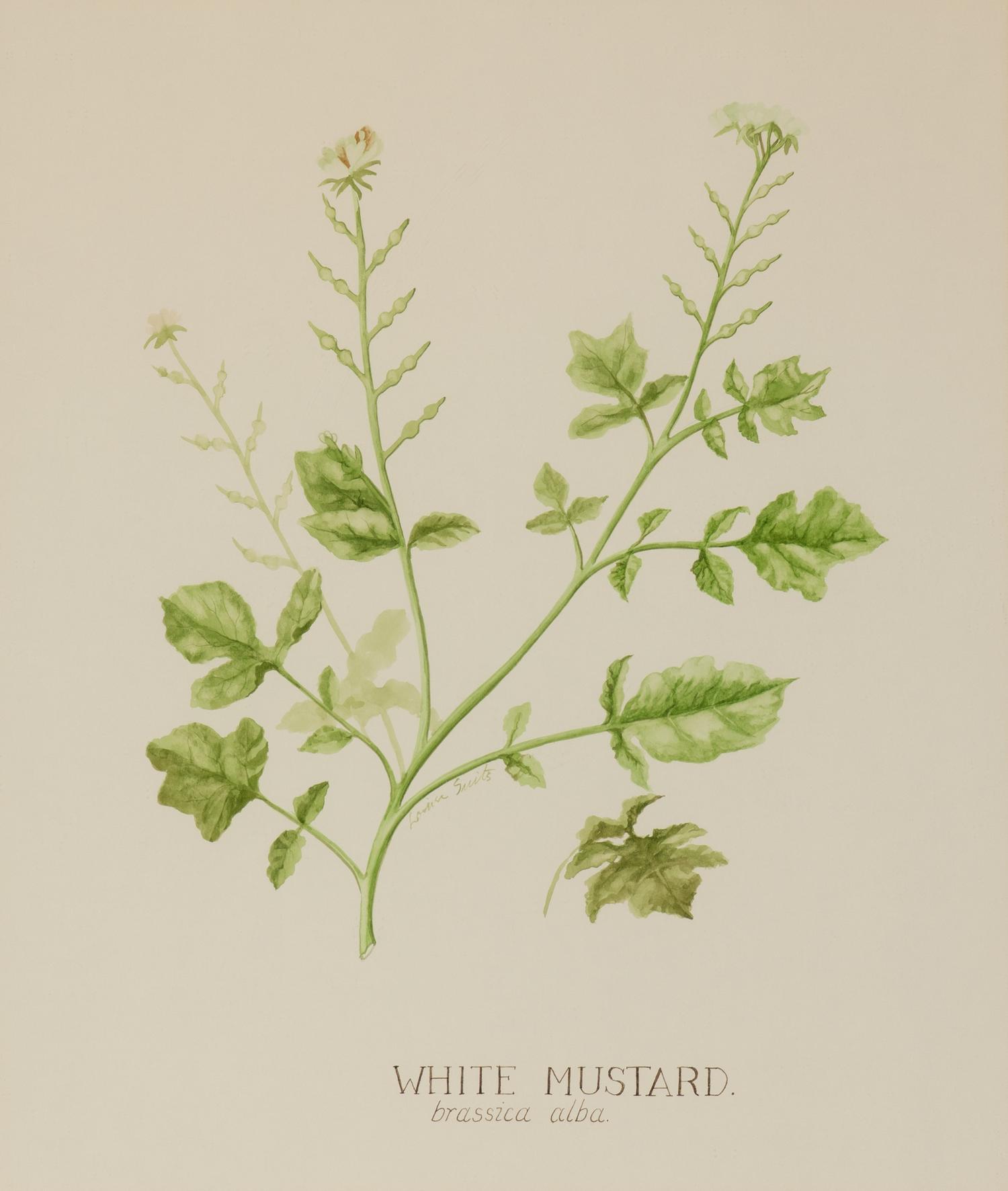 Four Louise Smith Watercolor Botanical Illustrations