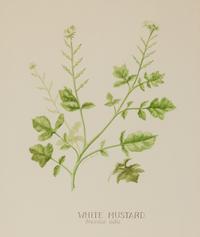 Four Louise Smith Watercolor Botanical Illustrations