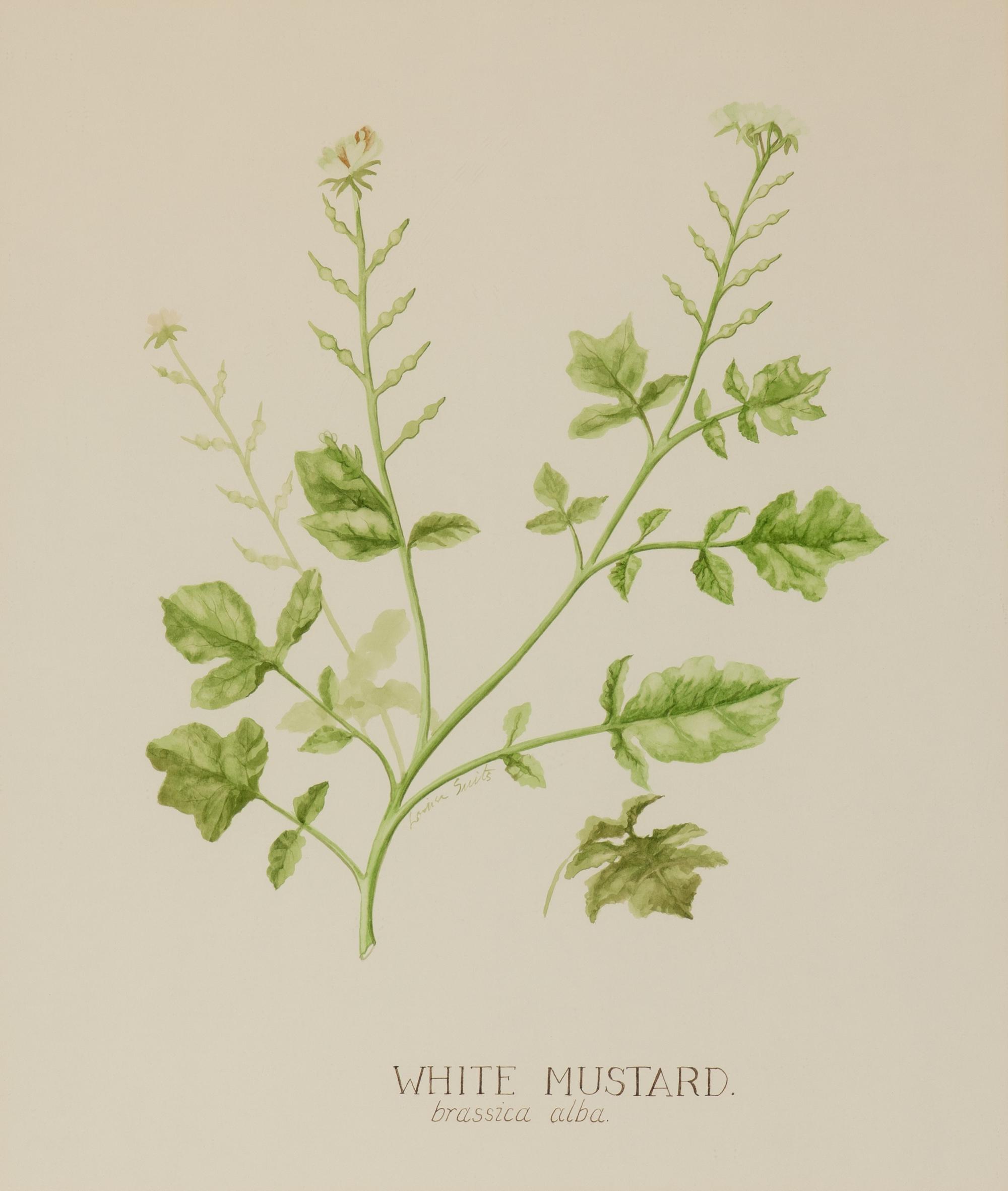 Four Louise Smith Watercolor Botanical Illustrations