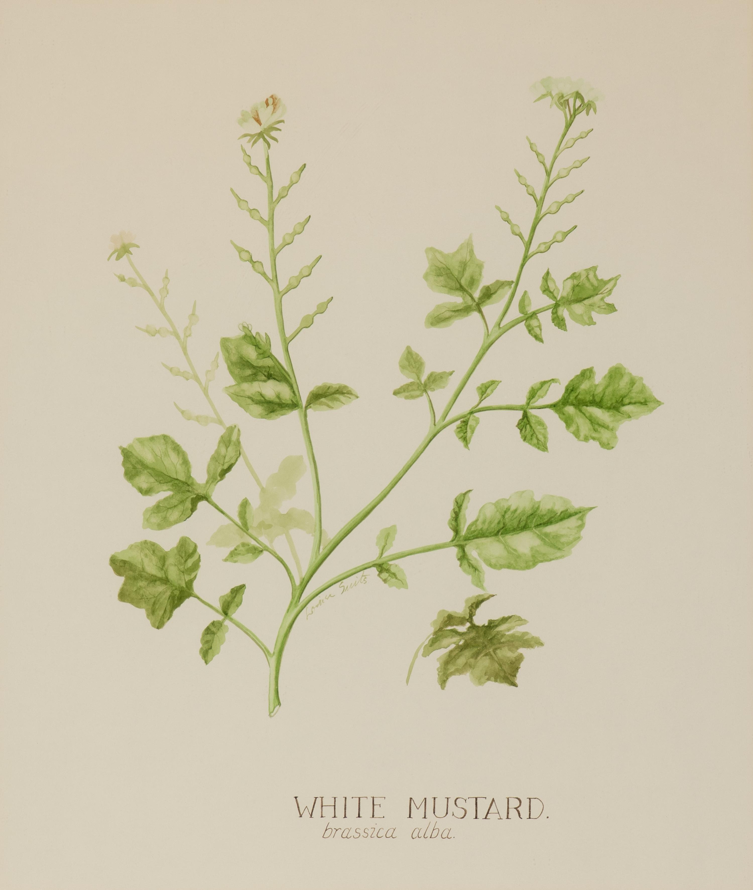 Four Louise Smith Watercolor Botanical Illustrations