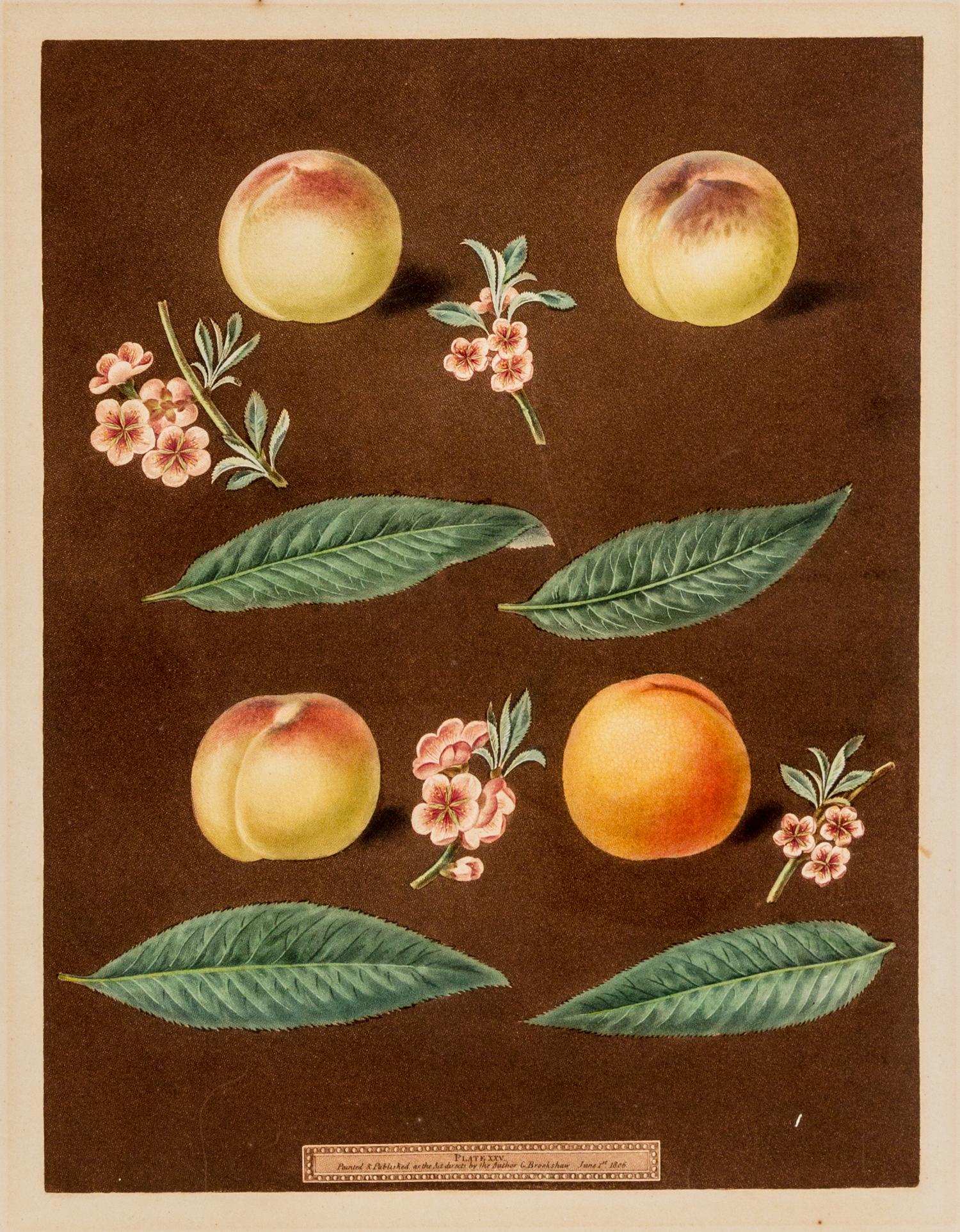 Brookshaw, George (1751-1823) Four Peaches (Plate XXV) from Pomona Britannica , London, 1804-1812 (watermaked 1804)