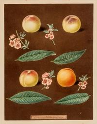 Brookshaw, George (1751-1823) Four Peaches (Plate XXV) from Pomona Britannica , London, 1804-1812 (watermaked 1804)