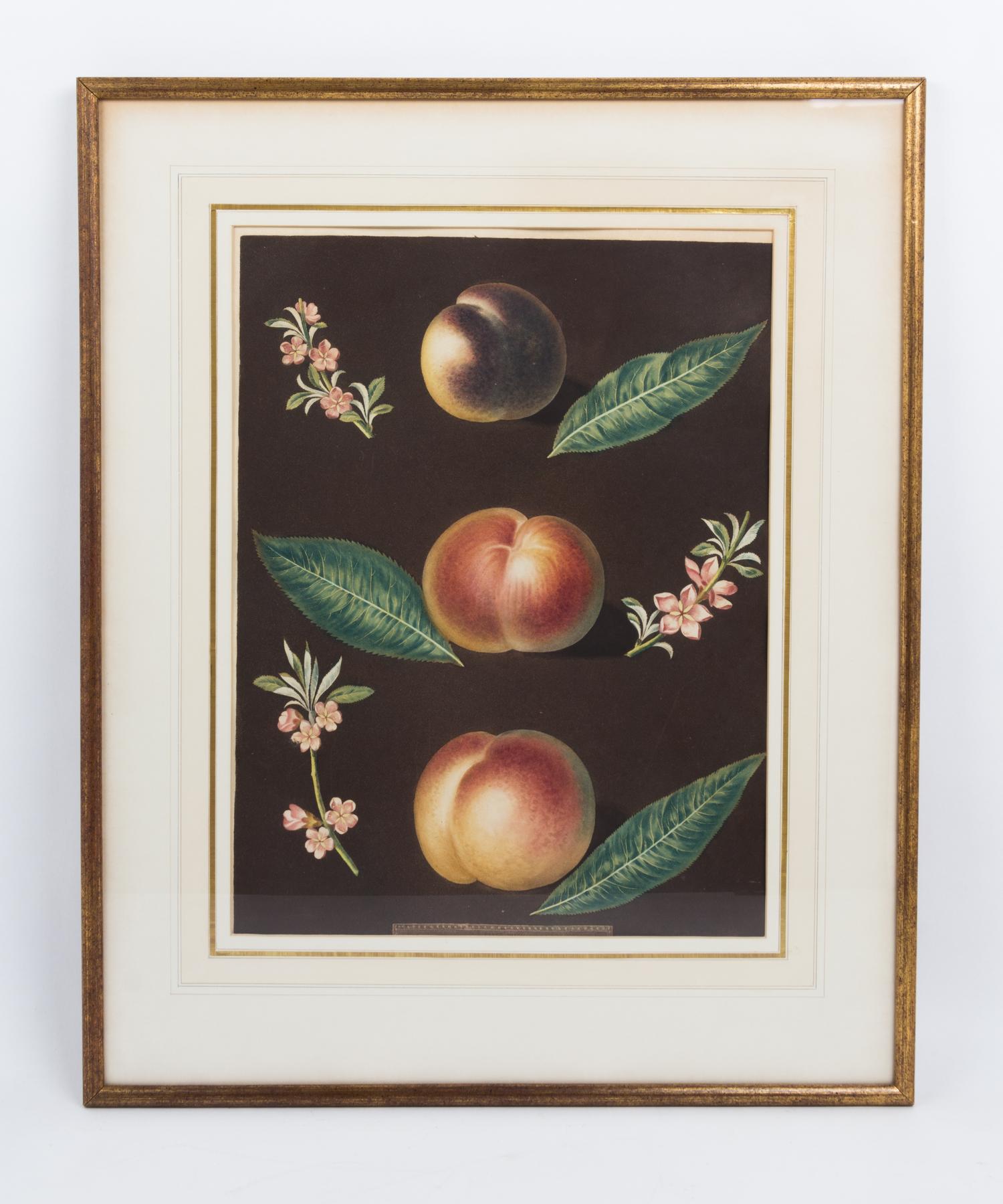 A Collection of Framed Botanical Prints Height of first pair 9 3/4 x width 7 3/4 inches.