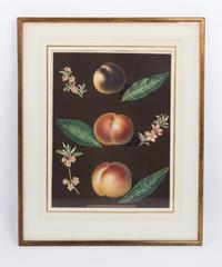A Collection of Framed Botanical Prints Height of first pair 9 3/4 x width 7 3/4 inches.