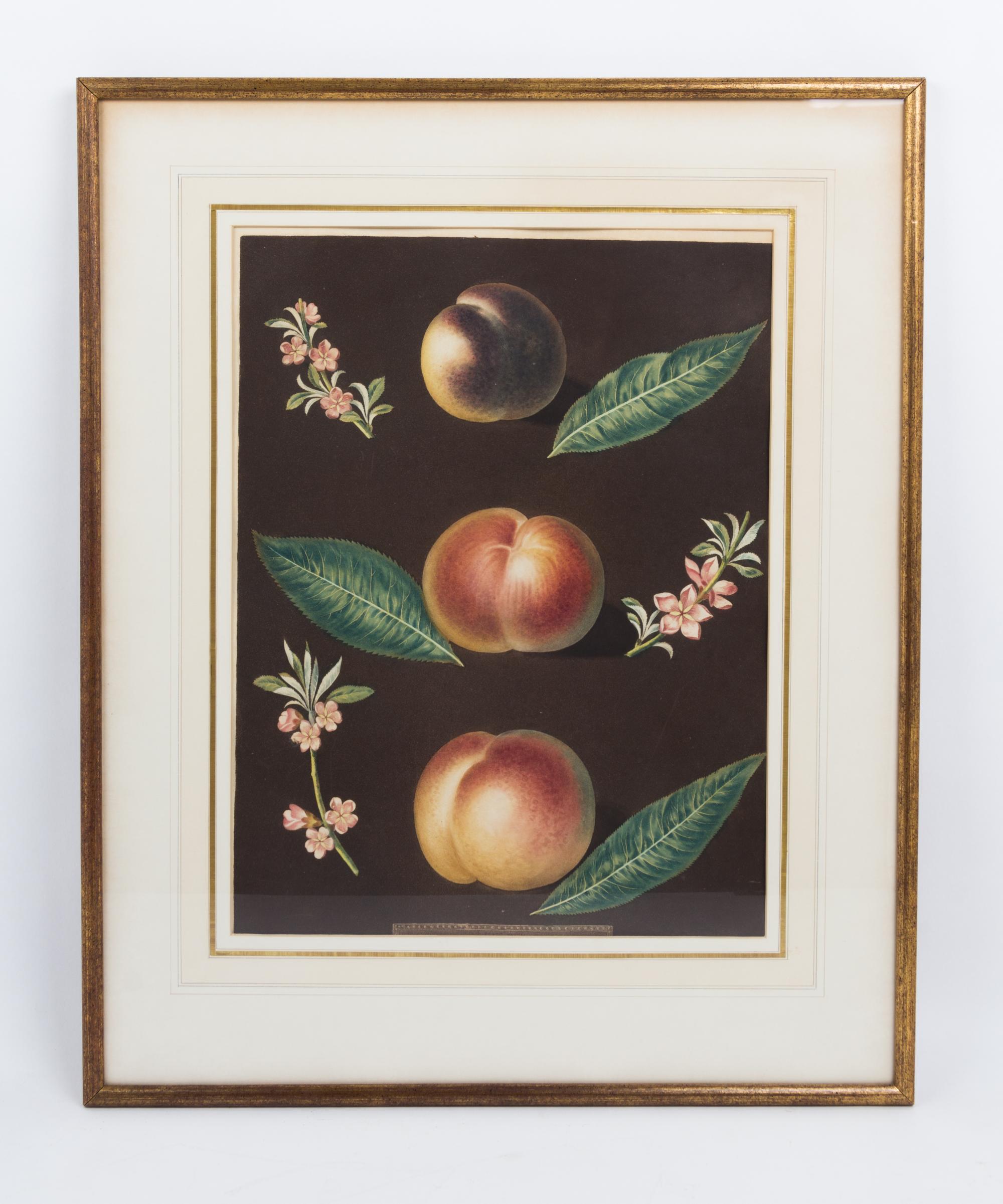 A Collection of Framed Botanical Prints Height of first pair 9 3/4 x width 7 3/4 inches.
