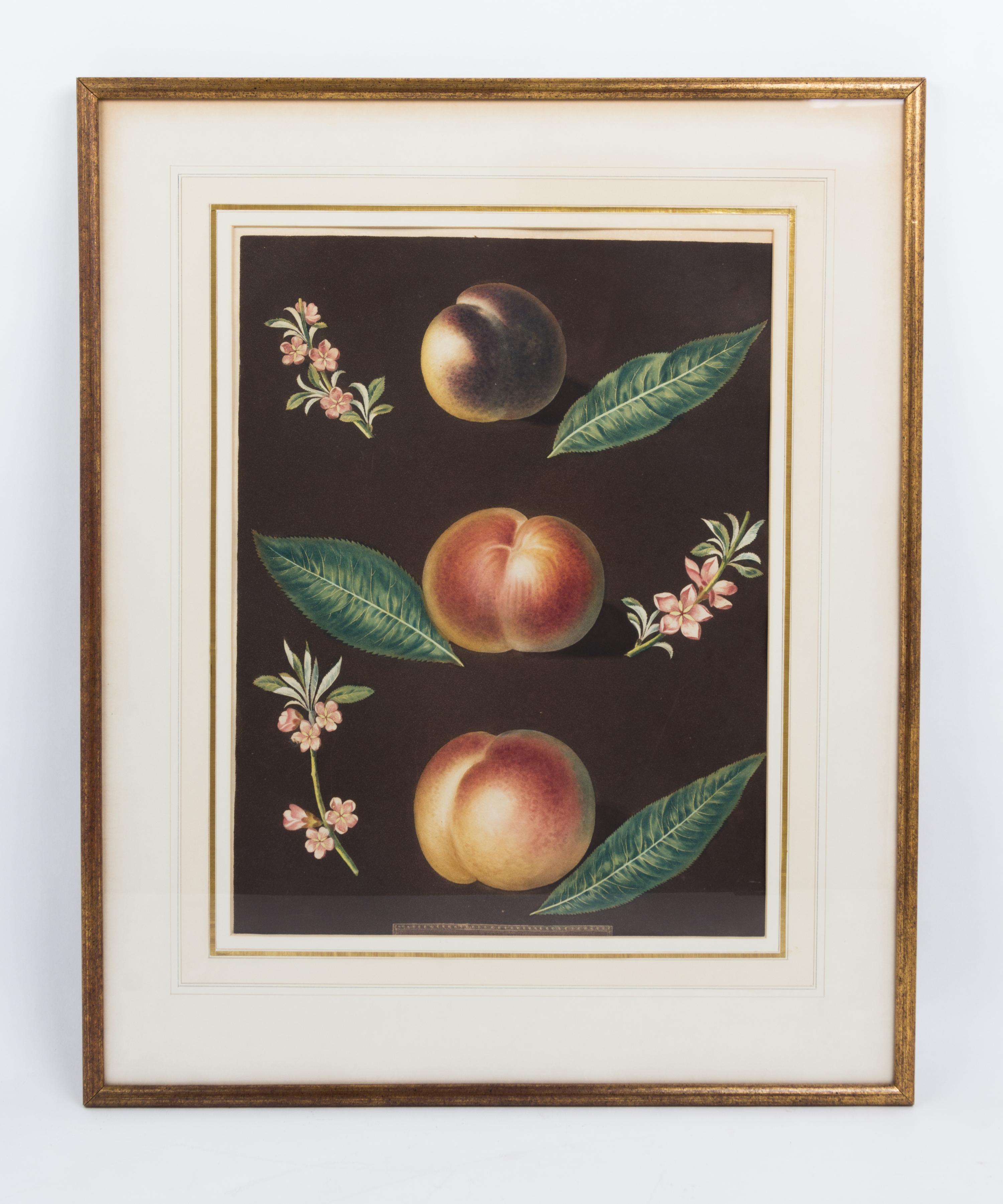 A Collection of Framed Botanical Prints Height of first pair 9 3/4 x width 7 3/4 inches.