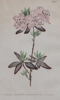 Two Pairs of Botanical Prints Dimensions of larger Height 8 1/4 x width 5 1/4 inches. — 20TH CENTURY