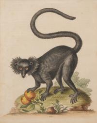 A Group of Six Continental Engravings Depicting Primates (Second Half 19th Century)