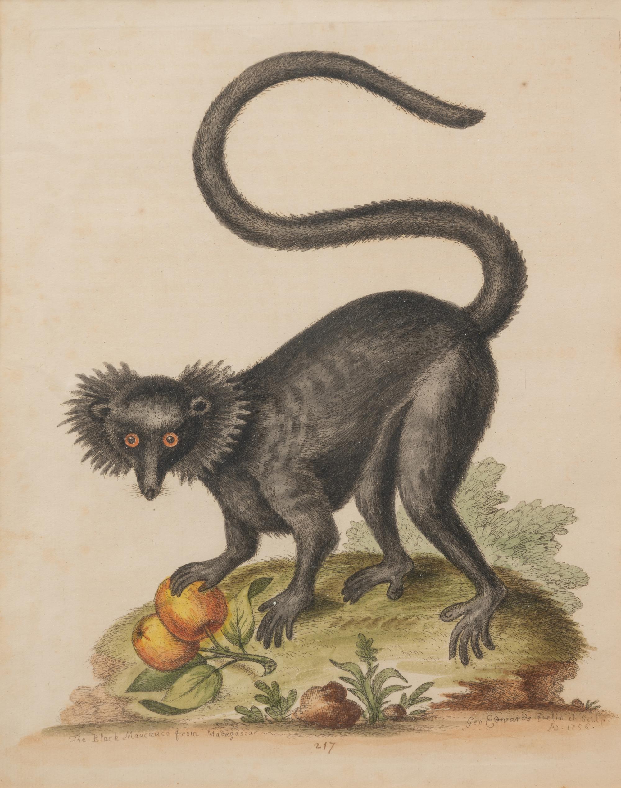 A Group of Six Continental Engravings Depicting Primates (Second Half 19th Century)