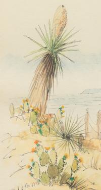 Yucca Country