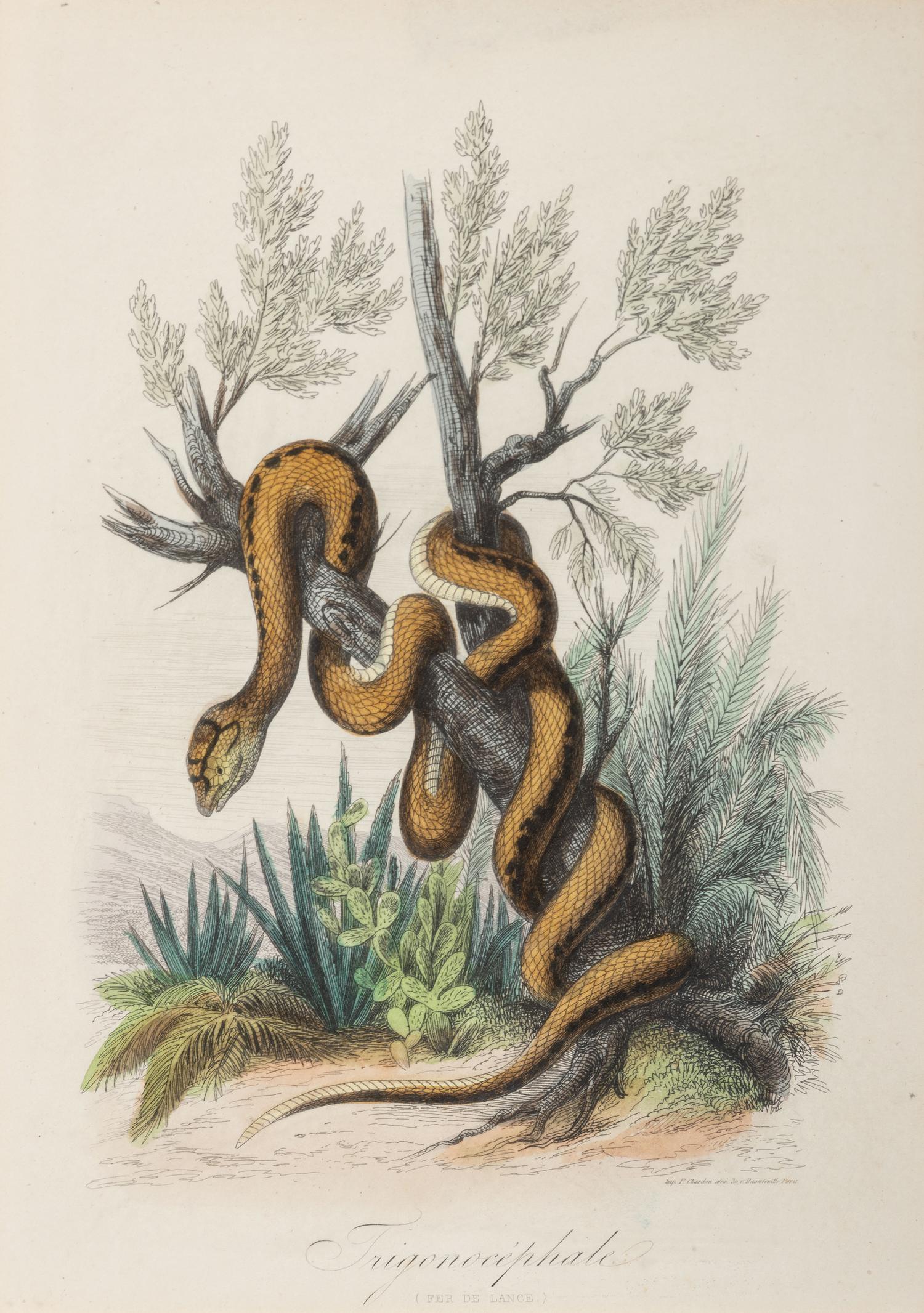 Seven Intaglio Prints of Reptiles