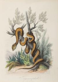 Seven Intaglio Prints of Reptiles