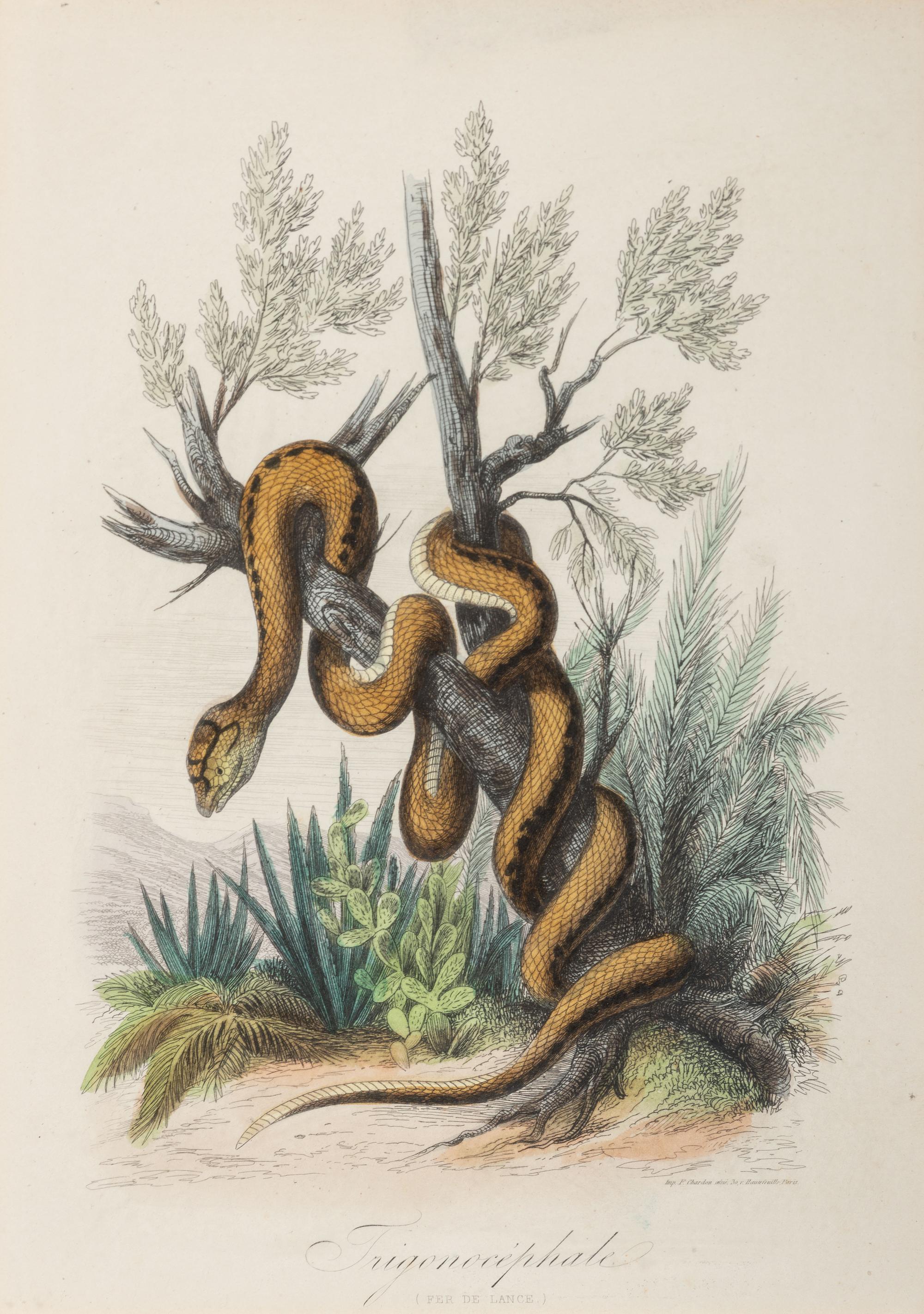 Seven Intaglio Prints of Reptiles