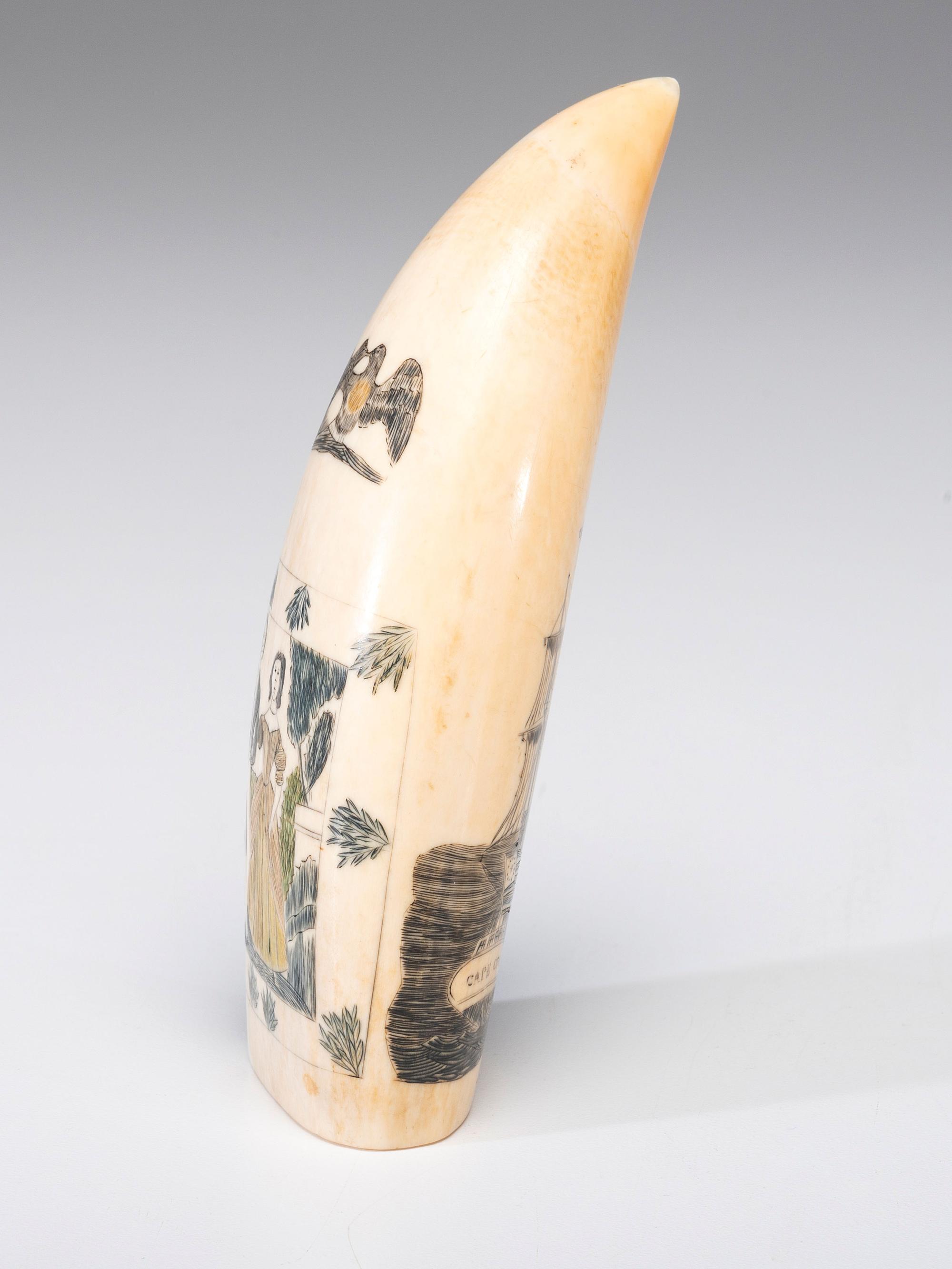 A Scrimshaw Sperm Whale's Tooth