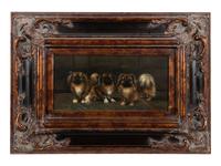 Three Pekingese Dogs