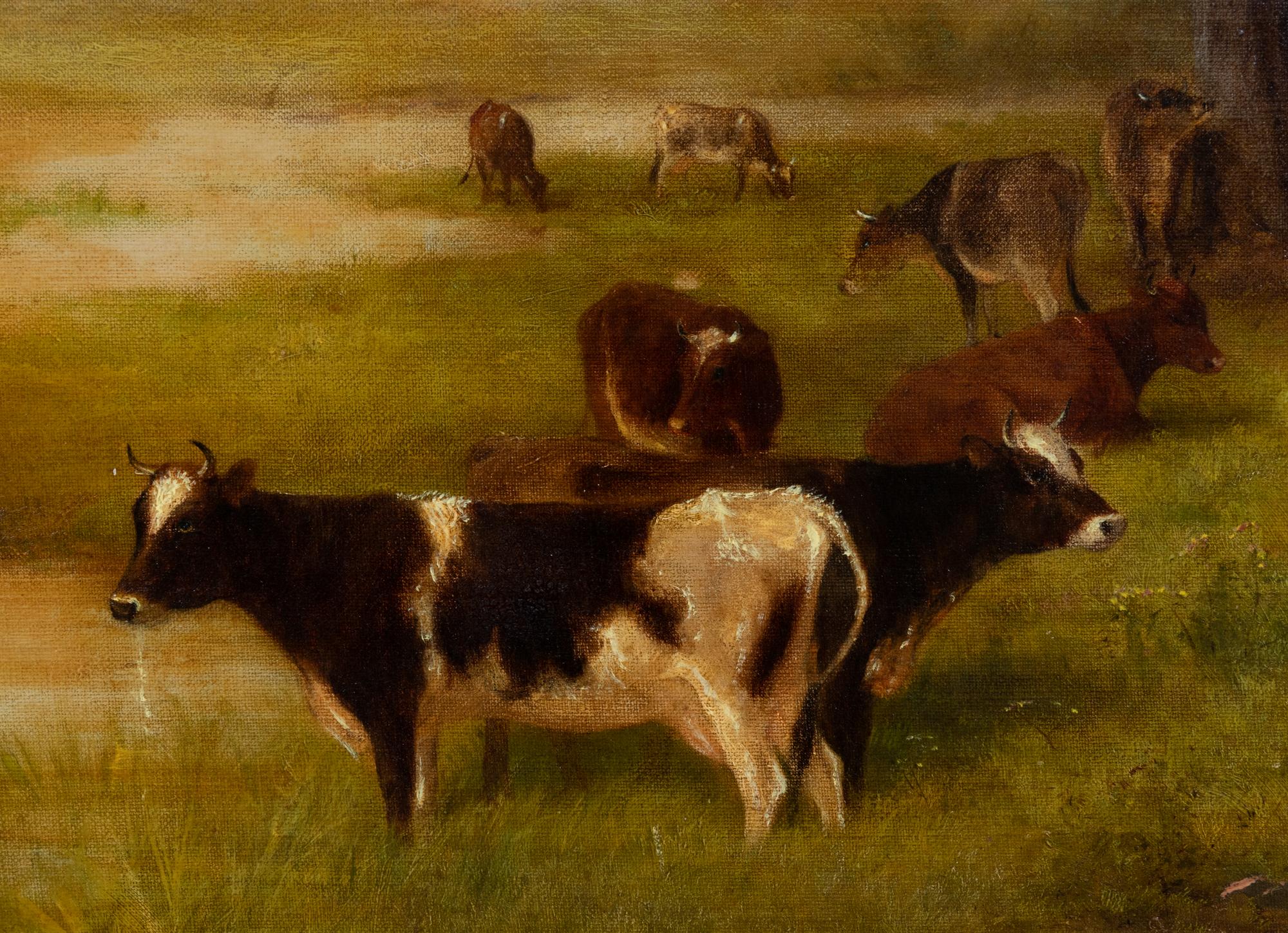 Cows Grazing