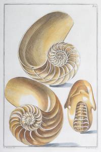Nine Trowbridge Color Prints Depicting Sea Shells in Giltwood Frames — 20th Century