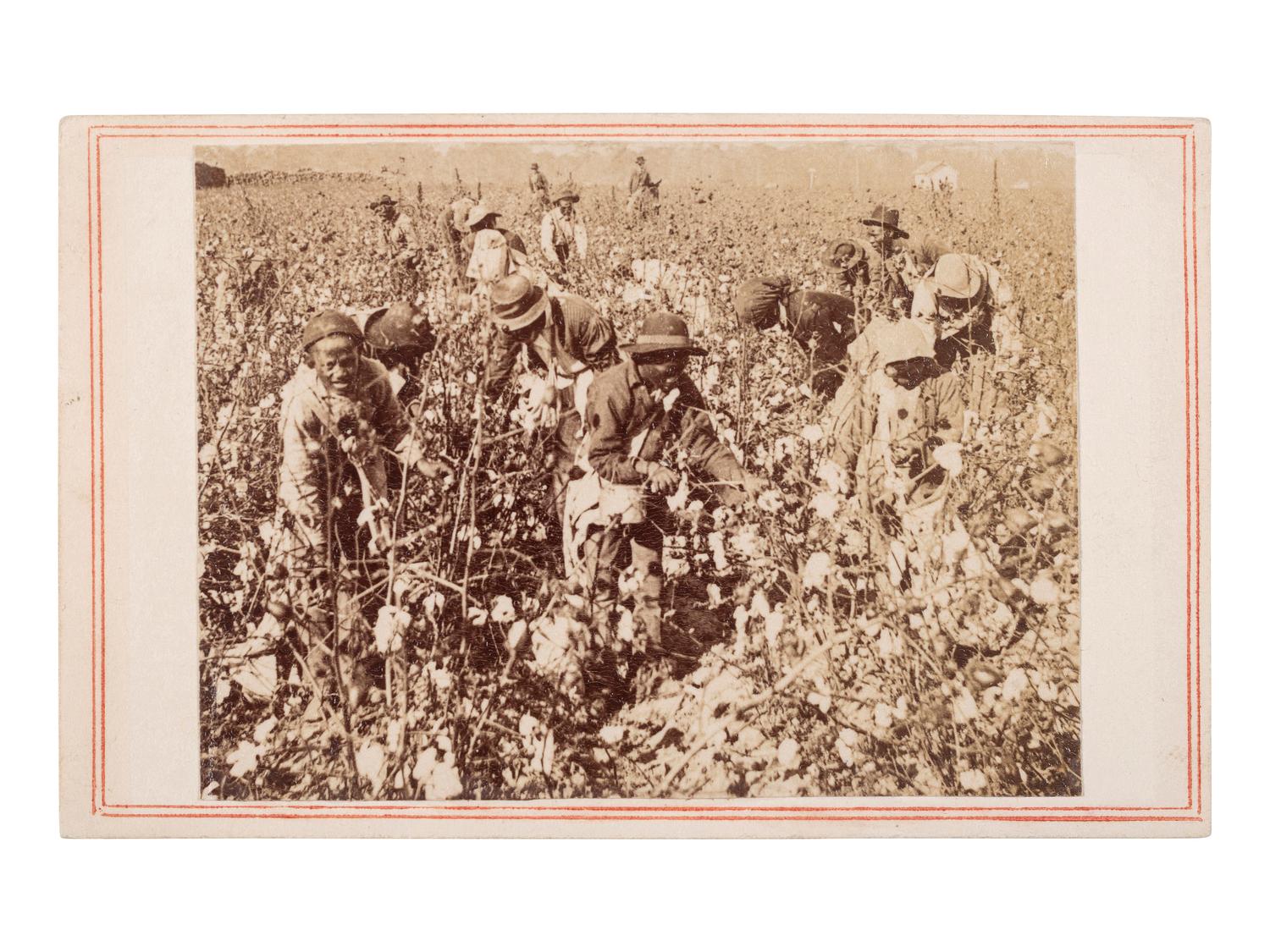 [ENSLAVEMENT & ABOLITION]. CDV of a plantation scene featuring enslaved workers picking cotton. N.p., n.d., ca 1860s.