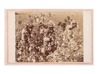 [ENSLAVEMENT & ABOLITION]. CDV of a plantation scene featuring enslaved workers picking cotton. N.p., n.d., ca 1860s.