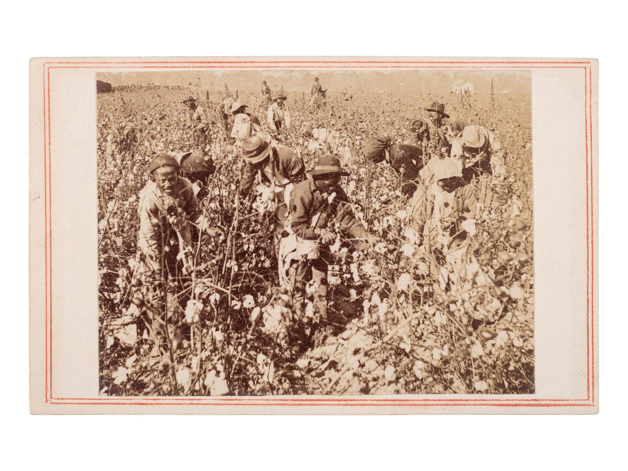 [ENSLAVEMENT & ABOLITION]. CDV of a plantation scene featuring enslaved workers picking cotton. N.p., n.d., ca 1860s.