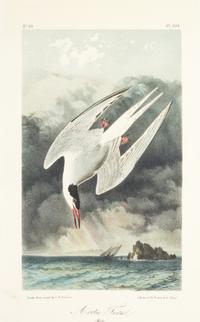 (AUDUBON, JOHN JAMES, after) BOWEN, J.T. A group of five hand-colored litho plates from the 8vo ed. of the Birds of America, 1852.