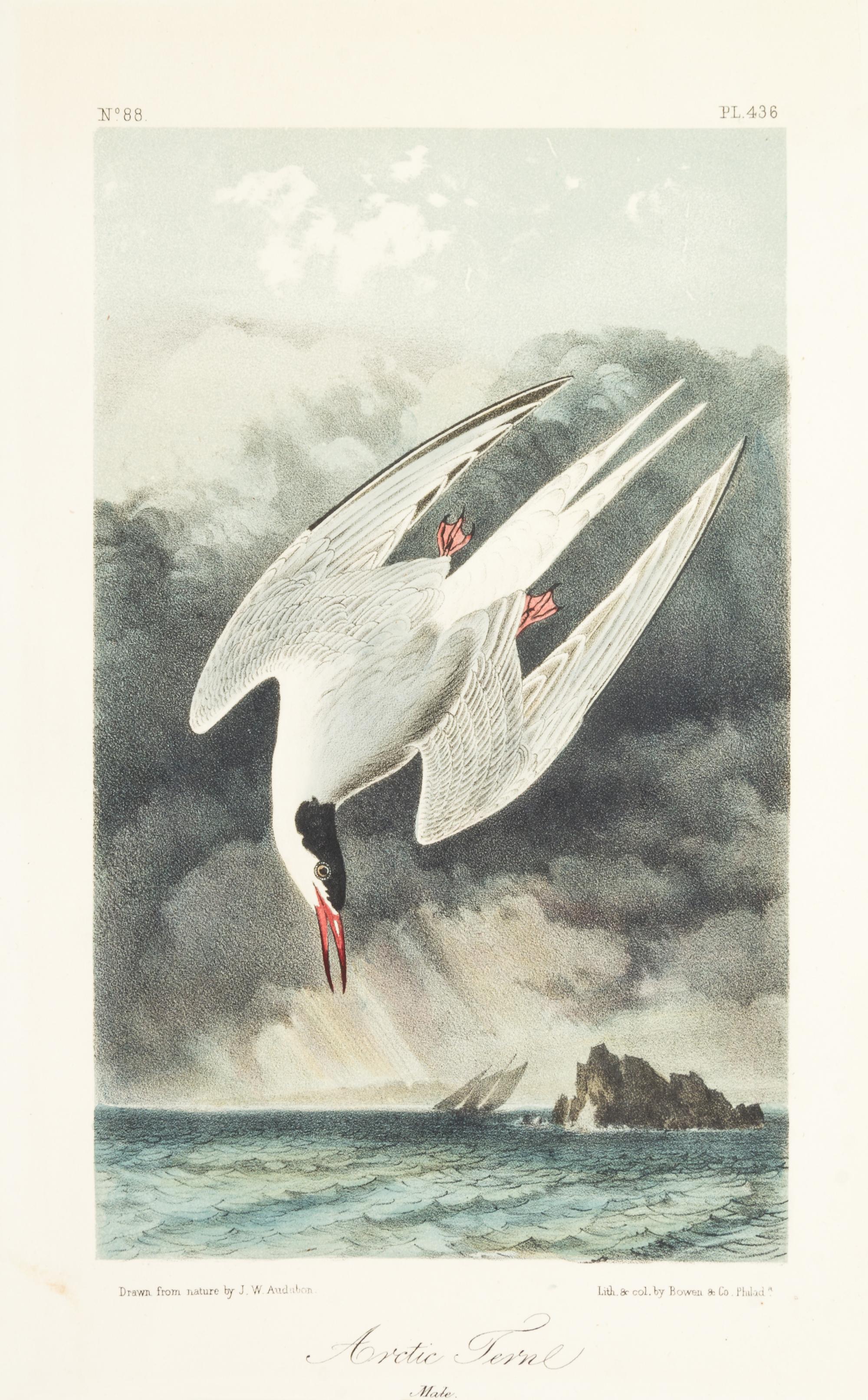 (AUDUBON, JOHN JAMES, after) BOWEN, J.T. A group of five hand-colored litho plates from the 8vo ed. of the Birds of America, 1852.