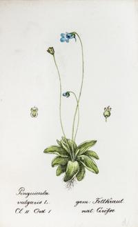 (SWISS FLORA) HEGETSCHWEILER, JOHANN. Sammlung von Schweizer-pflanzen. Basel, 1824-1846. 4 portfolios.