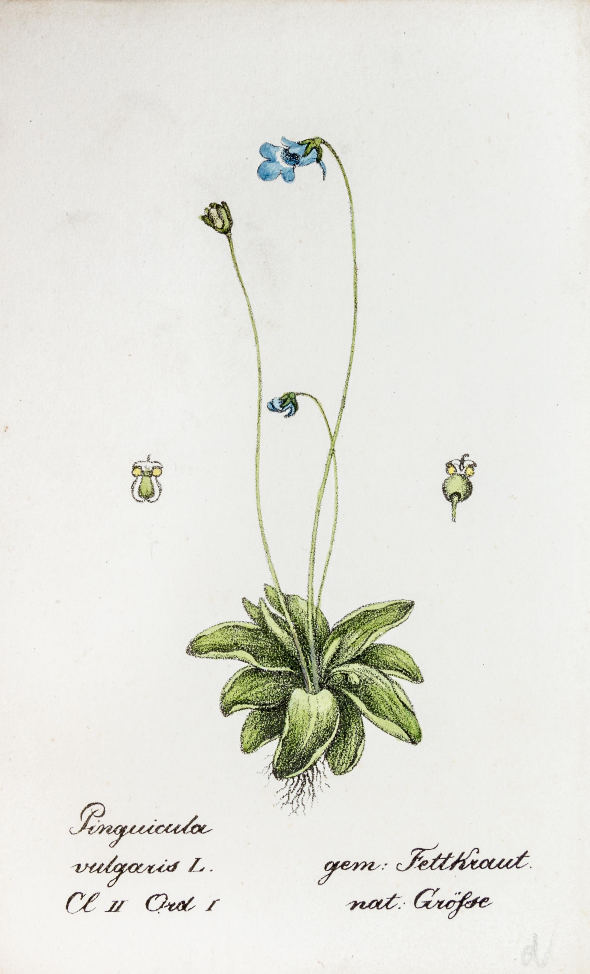 (SWISS FLORA) HEGETSCHWEILER, JOHANN. Sammlung von Schweizer-pflanzen. Basel, 1824-1846. 4 portfolios.
