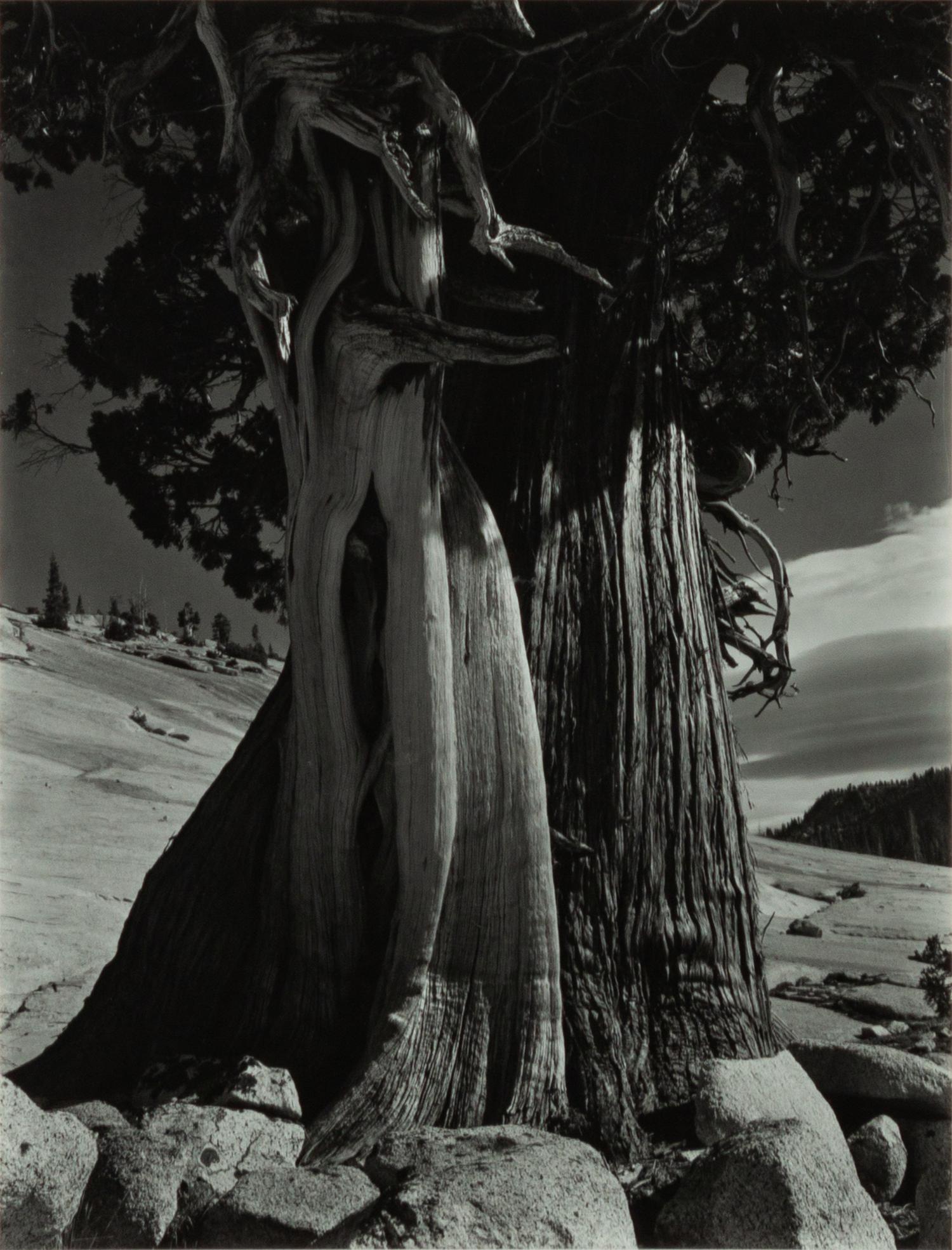 Juniper at Lake Tenaya , 1936 (printed later)