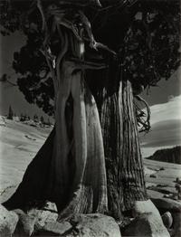 Juniper at Lake Tenaya , 1936 (printed later)