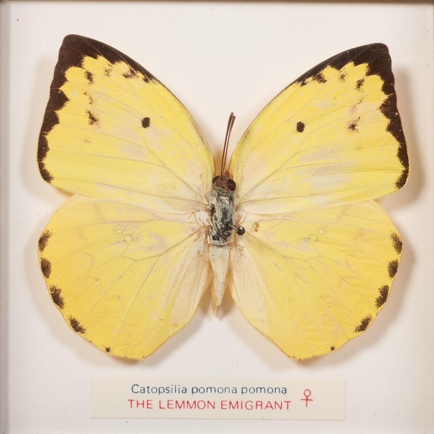 Thirty-One Framed Lepidopterological Specimens