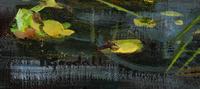 Two Works: Lily Pond and Hobac Marshes