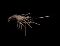 A Japanese Copper Articulated Model of a Crayfish