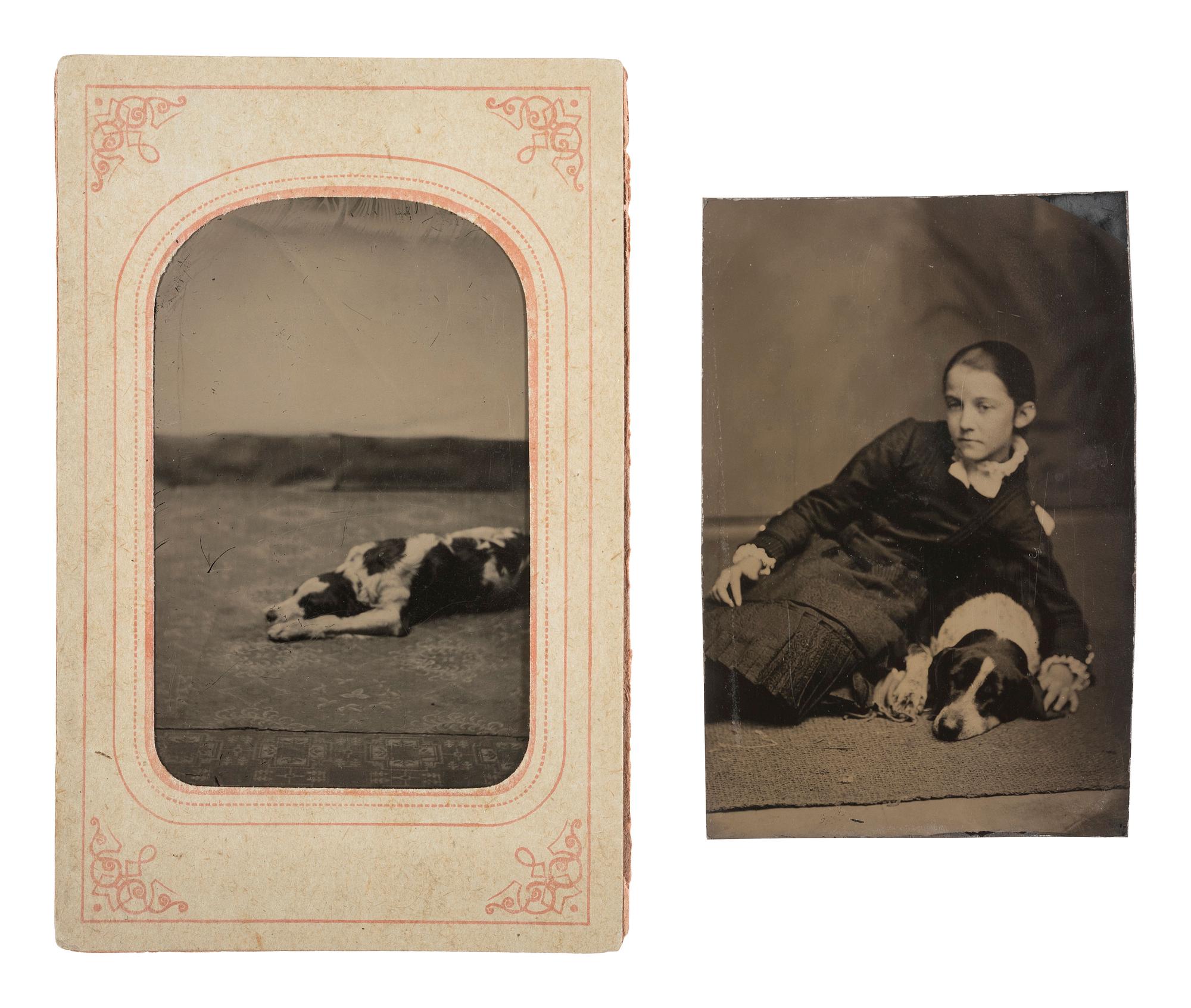 [EARLY PHOTOGRAPHY - ANIMALS]. An assorted group of 12 portraits featuring dogs and cats.