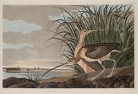 AUDUBON, John James (1785-1851)