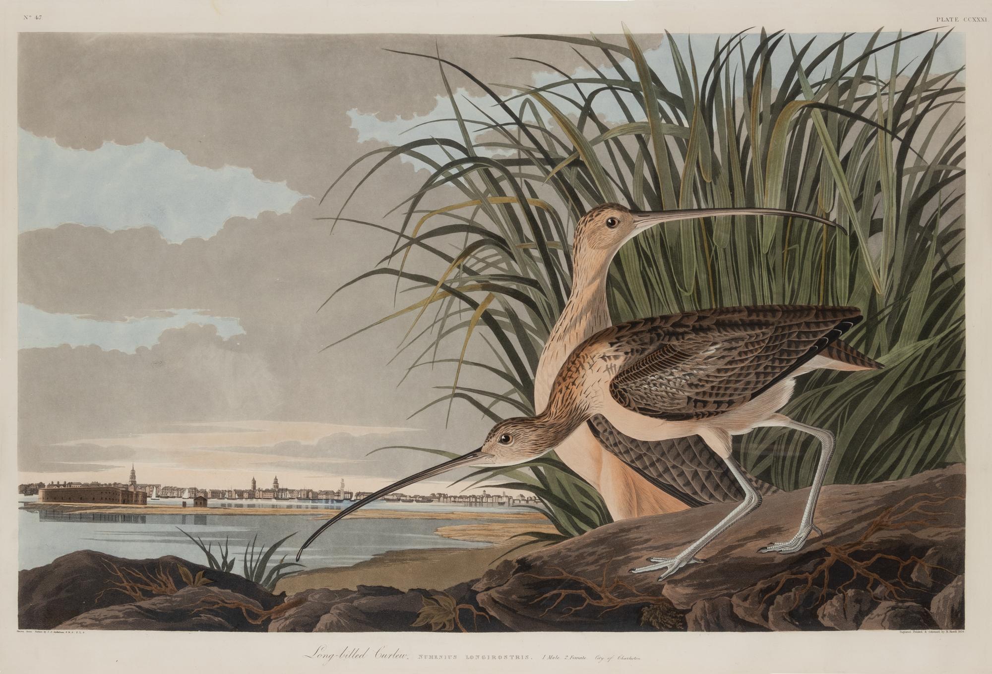 AUDUBON, John James (1785-1851)