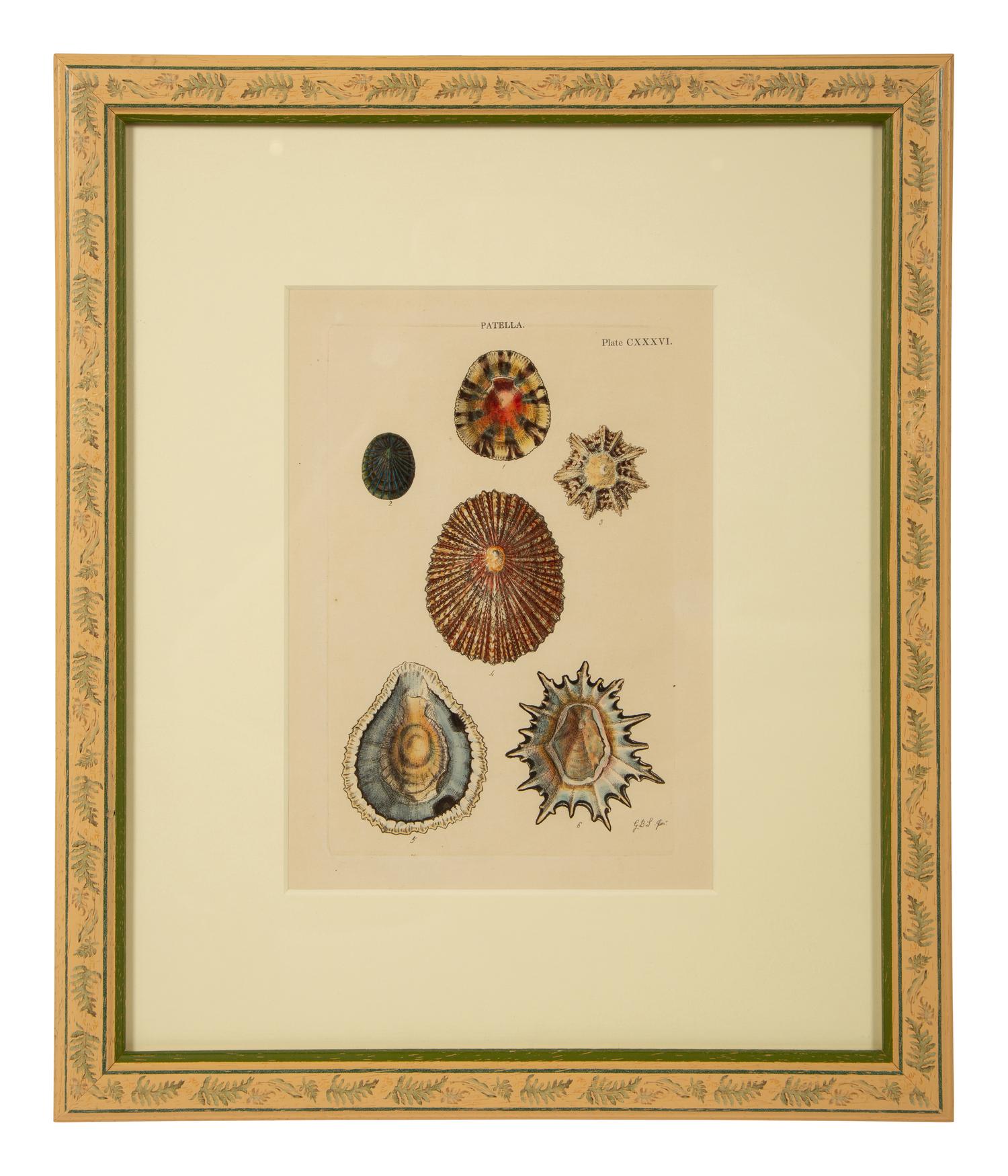 Conchologia Systematica: Eight Plates, 1841