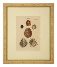 Conchologia Systematica: Eight Plates, 1841