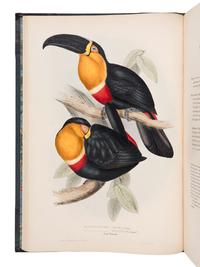 [NATURAL HISTORY]. GOULD, John (1804-1881). A Monograph of the Ramphastidae, or Family of Toucans . London: Published by the Author, [1833-] 1834 [-1835].