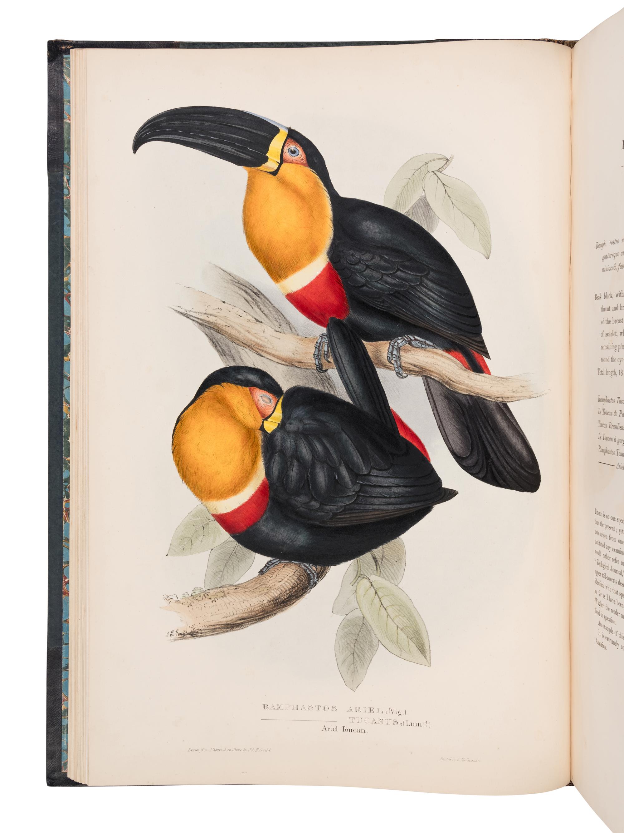 [NATURAL HISTORY]. GOULD, John (1804-1881). A Monograph of the Ramphastidae, or Family of Toucans . London: Published by the Author, [1833-] 1834 [-1835].