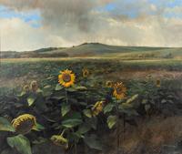 Sunflower Fields