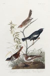 AUDUBON, John James (1785-1851)