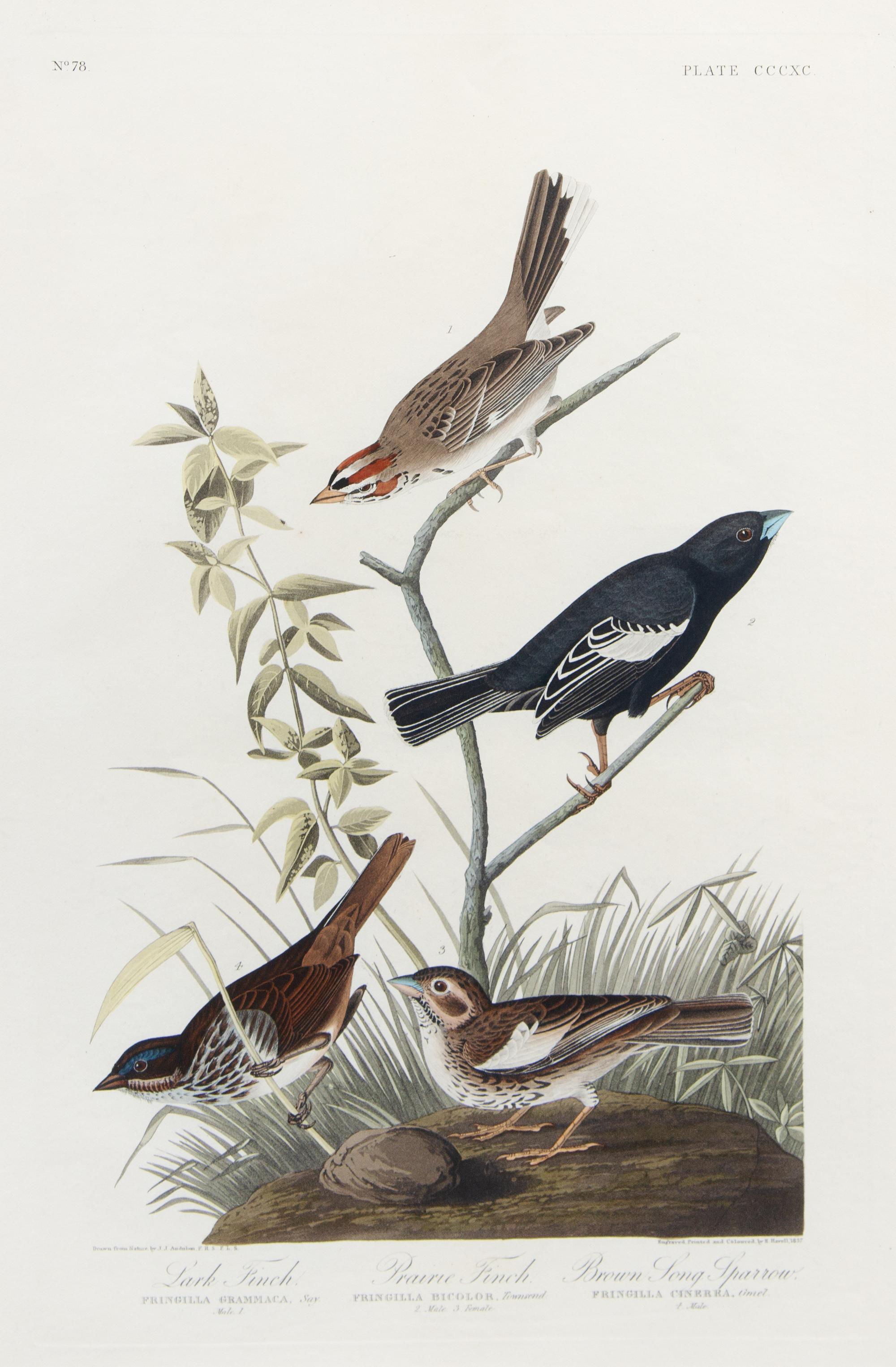 AUDUBON, John James (1785-1851)