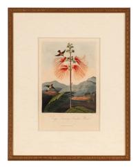 [NATURAL HISTORY]. THORNTON, Robert John (1768-1837). A group of 6 botanical plates from Thornton's 1812 quarto edition Temple of Flora . [London: for the author, 1812].
