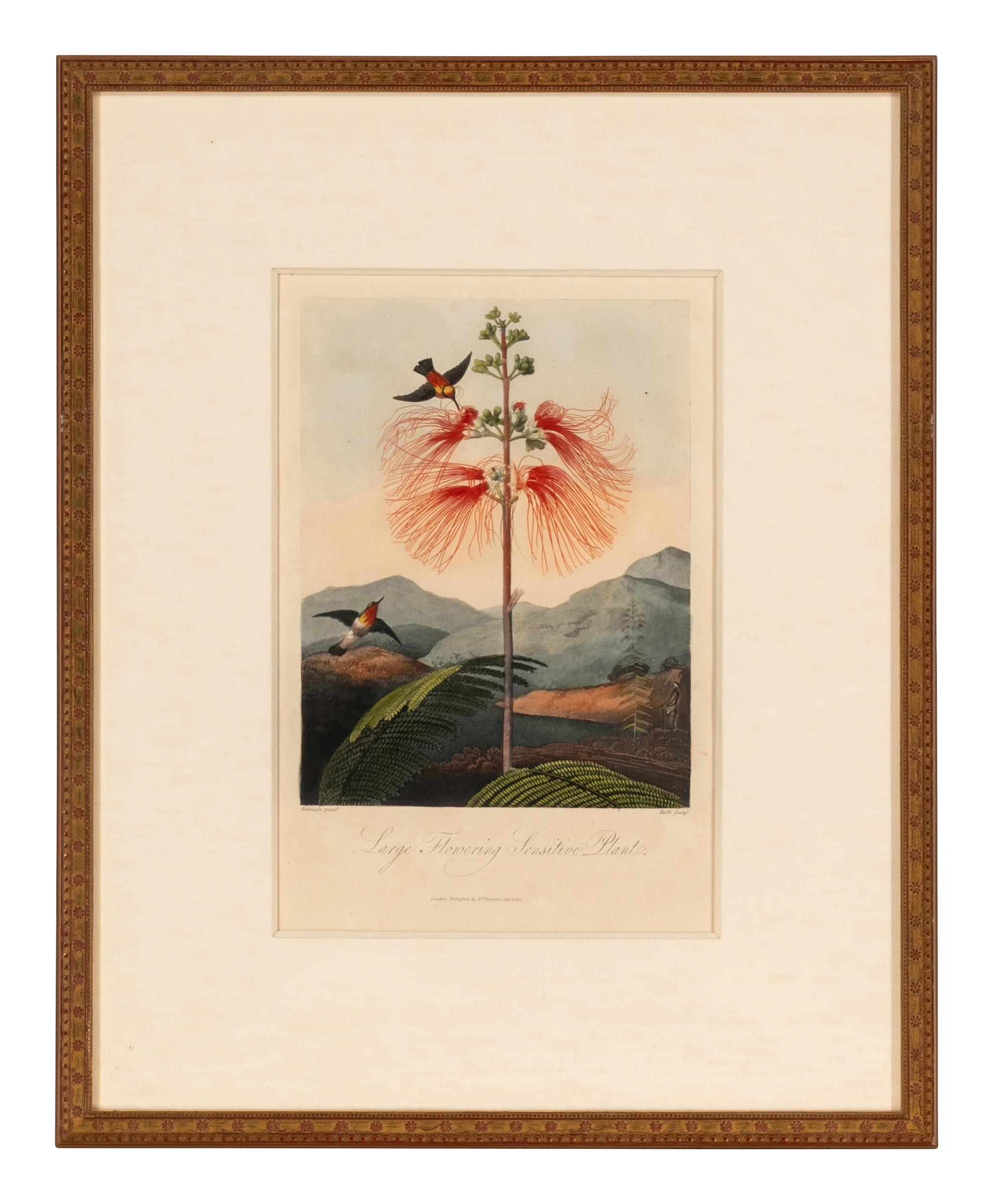 [NATURAL HISTORY]. THORNTON, Robert John (1768-1837). A group of 6 botanical plates from Thornton's 1812 quarto edition Temple of Flora . [London: for the author, 1812].
