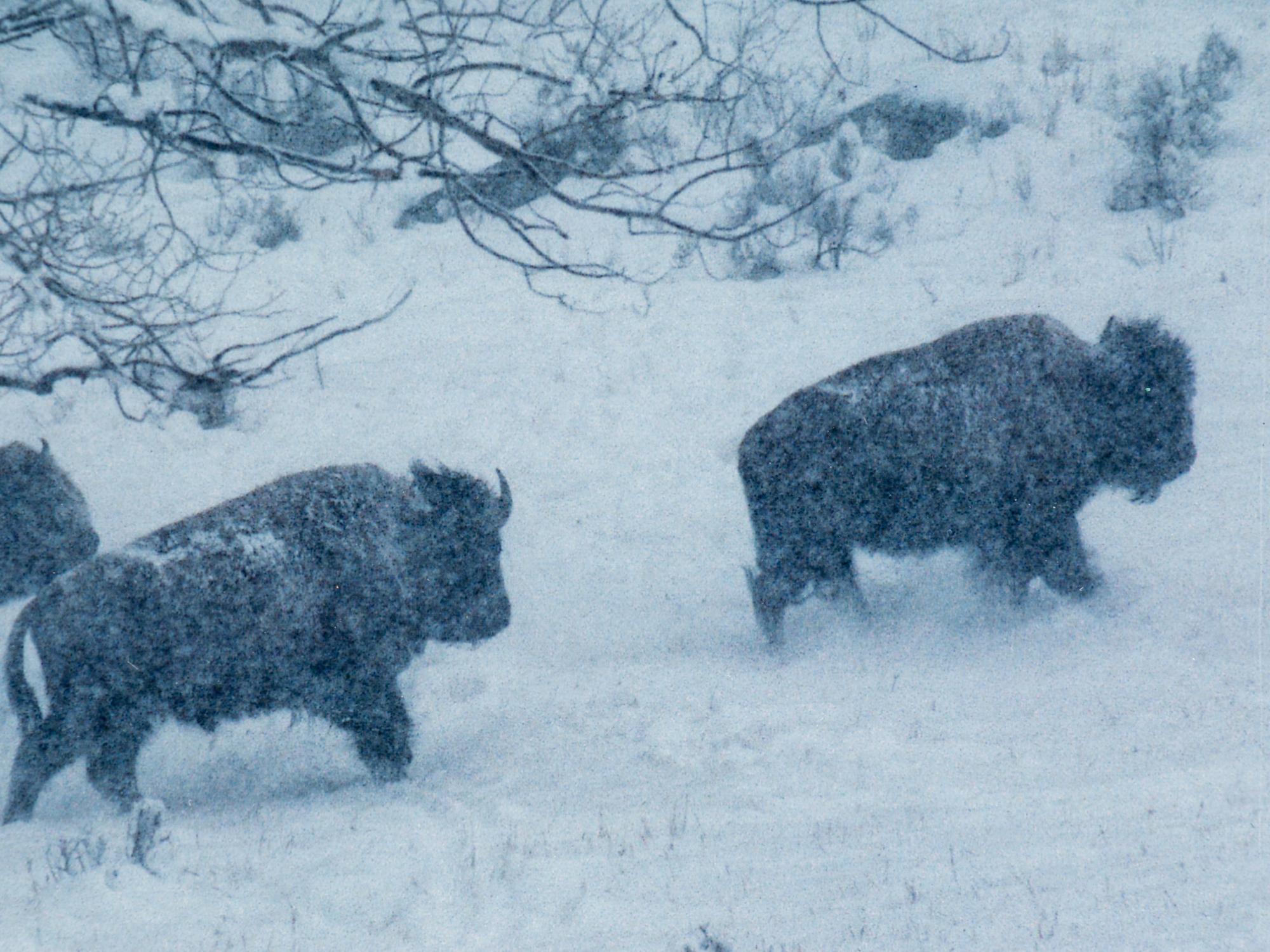 Bison in Snow , edition 89/950