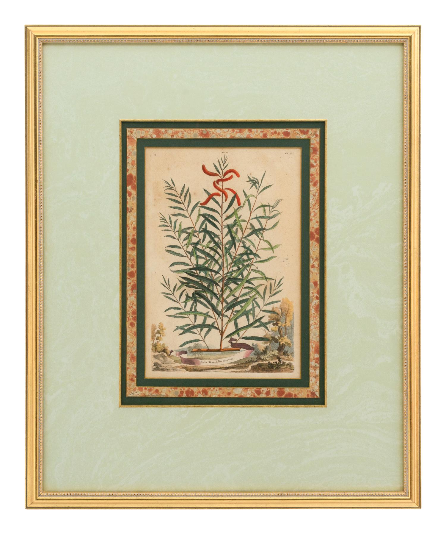 A Collection of Ten Abraham Munting Botanical Engravings from Naauwkeurige Beschryving Der Aardgewassen (1696)
