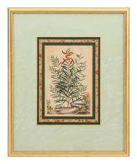 A Collection of Ten Abraham Munting Botanical Engravings from Naauwkeurige Beschryving Der Aardgewassen (1696)